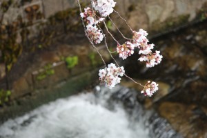IMG_0312