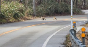 Monkeys