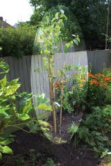 Chery tree with highlight