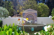 Getty Villa garden