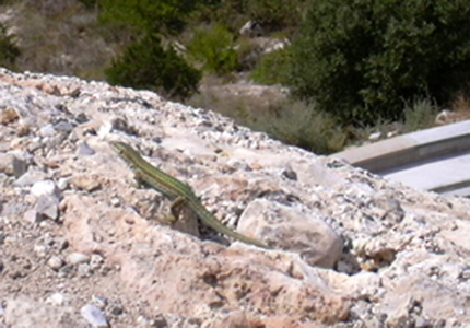 It started on the ramparts