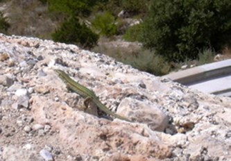 It started on the ramparts